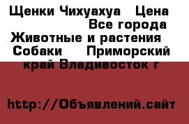 Щенки Чихуахуа › Цена ­ 12000-15000 - Все города Животные и растения » Собаки   . Приморский край,Владивосток г.